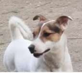 Jack Russell Terrier