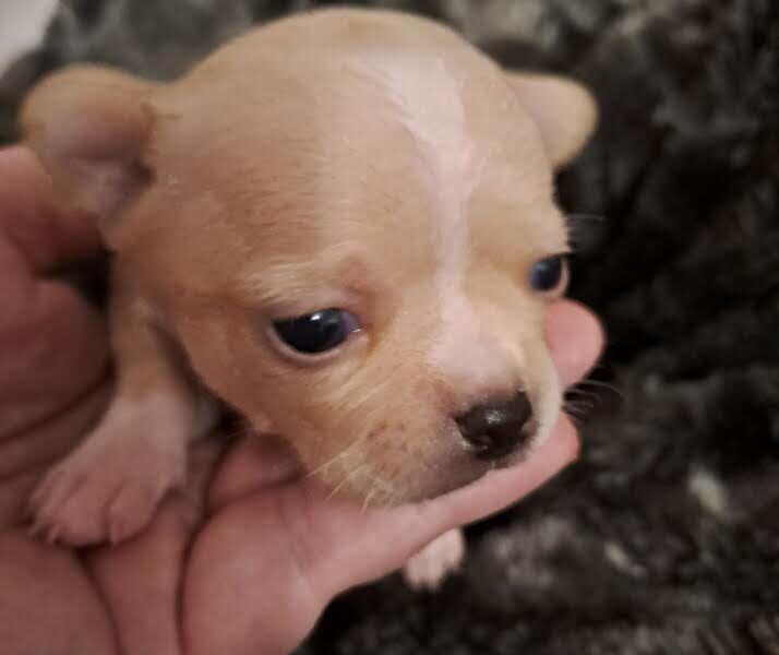 Chihuahua puppies