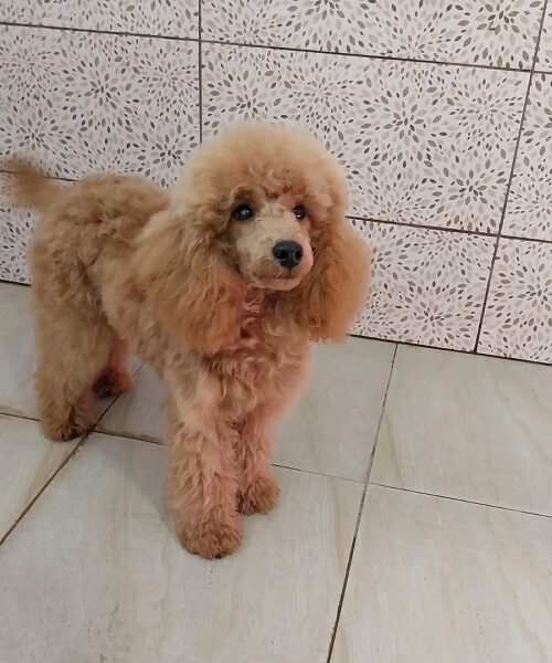 Red poodle male puppy