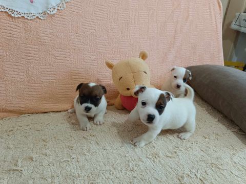 Jack Russell Terrier