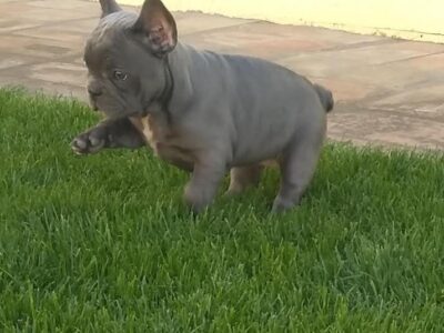 French bulldog