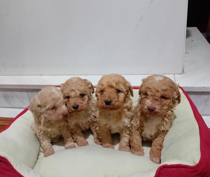 Maltipoo puppies