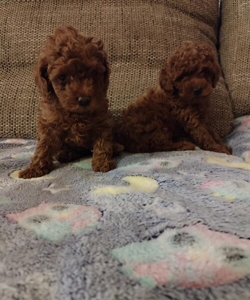 Red toy poodle, females