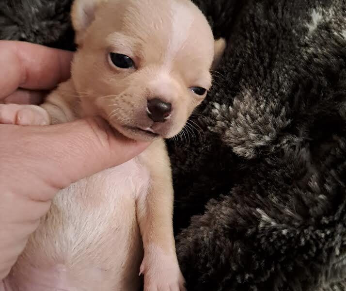 Chihuahua puppies