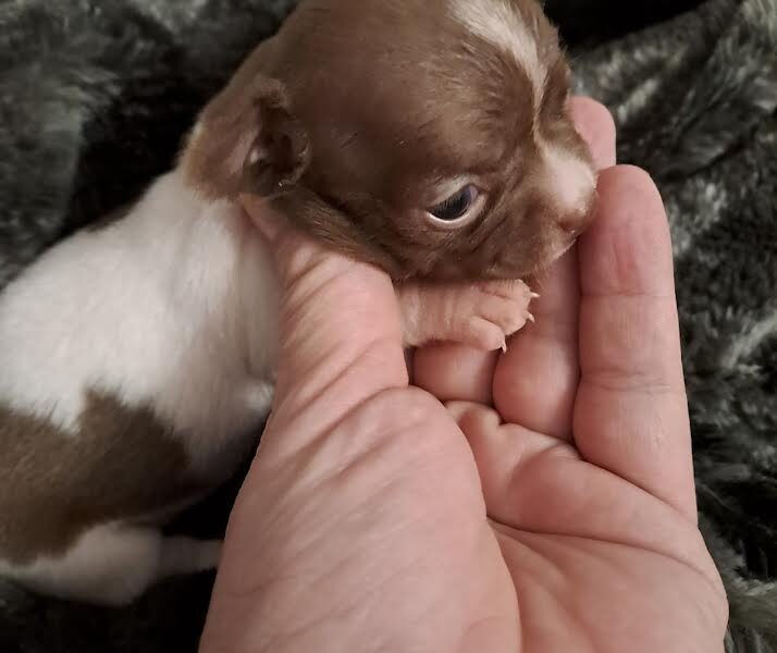 Chihuahua puppies