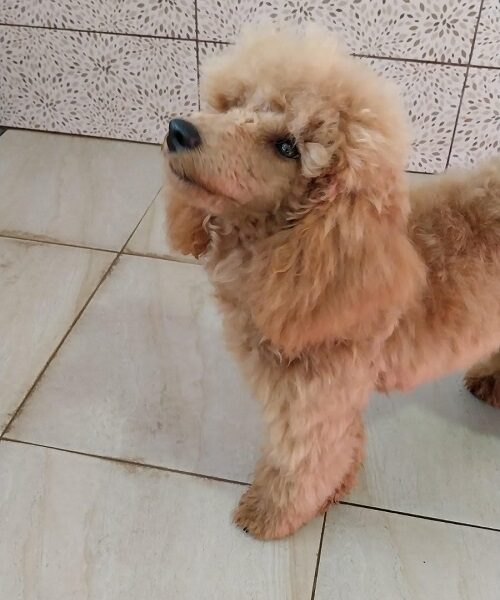 Red poodle male puppy