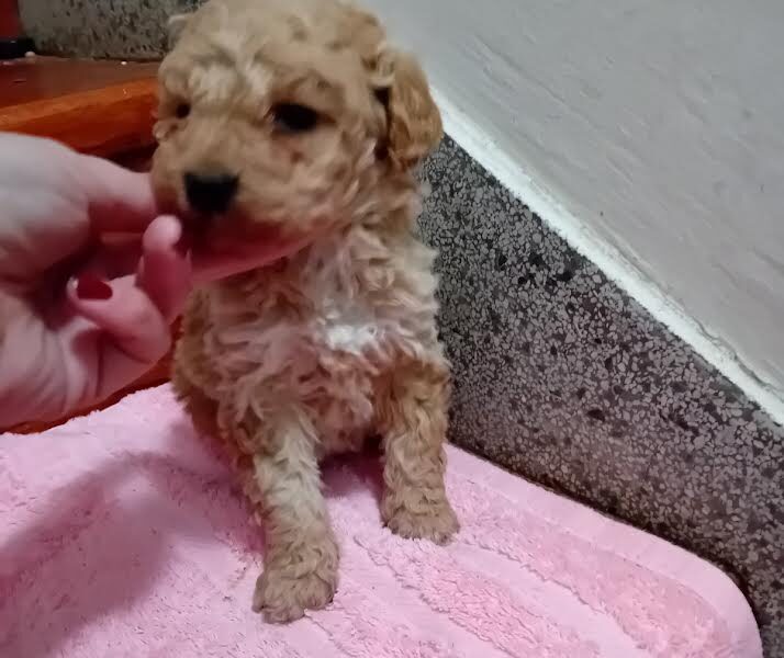 Maltipoo puppies