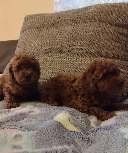 Red toy poodle, females