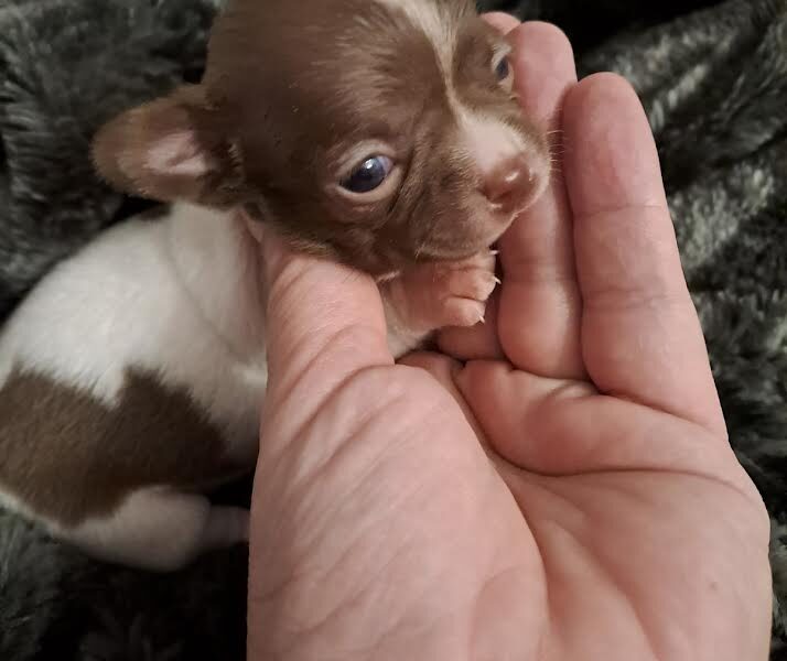 Chihuahua puppies