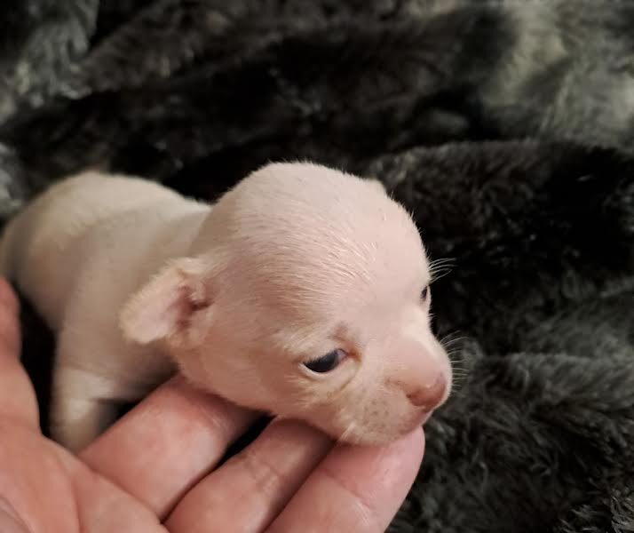 Chihuahua puppies