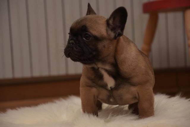 French bulldog