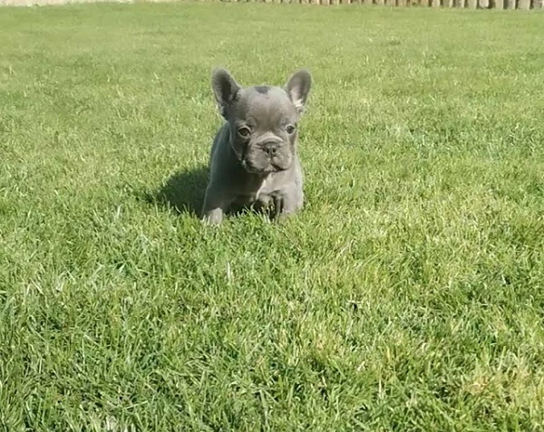 French bulldog