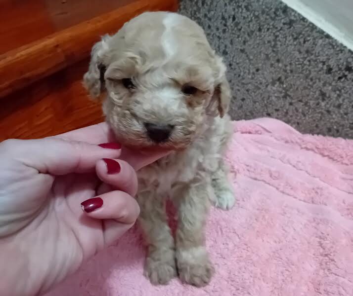 Maltipoo puppies