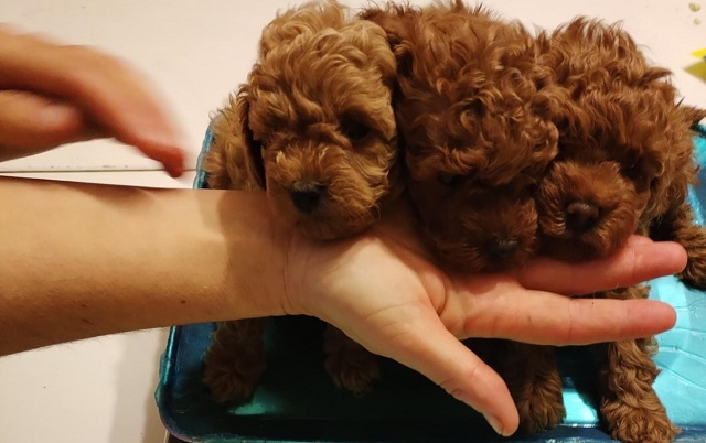 Red toy poodle, females