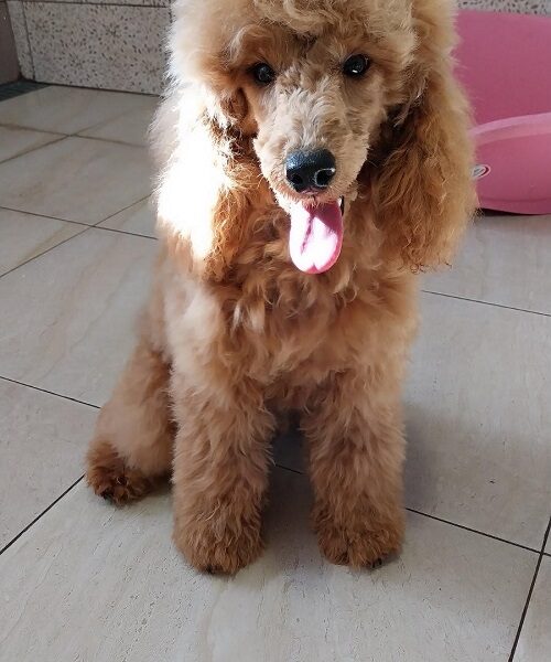 Red poodle male puppy