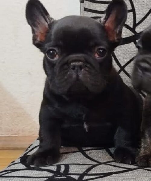 French bulldog