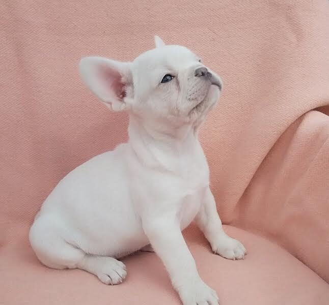 French bulldog