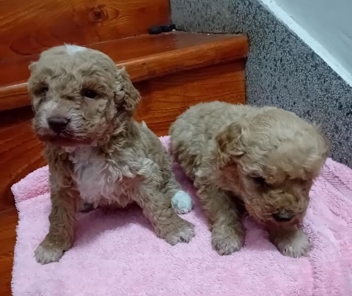 Maltipoo puppies