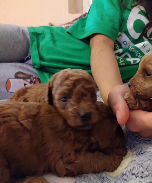 Red toy poodle, females