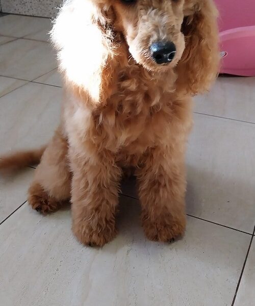 Red poodle male puppy