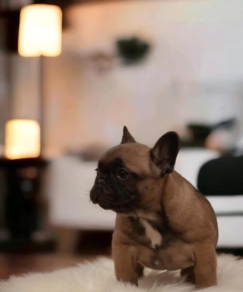 French bulldog