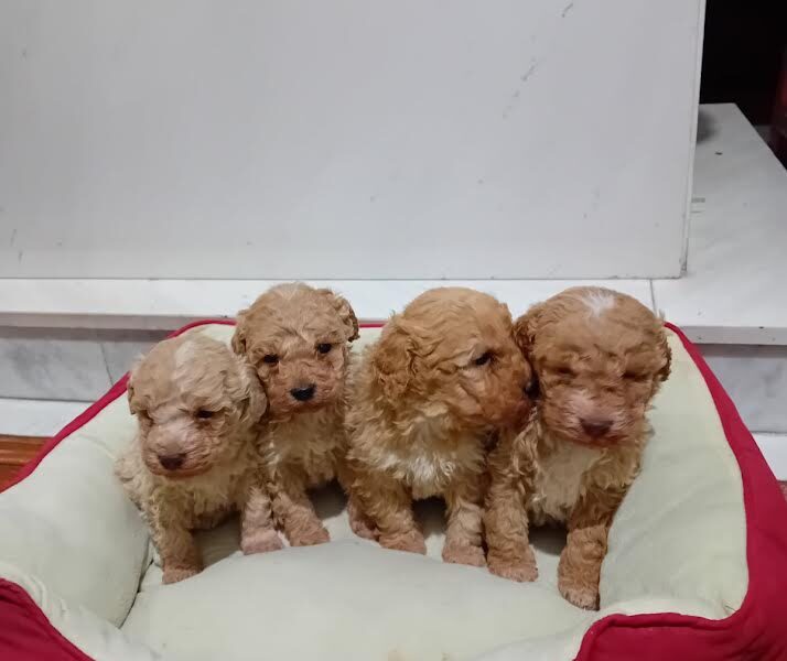 Maltipoo puppies