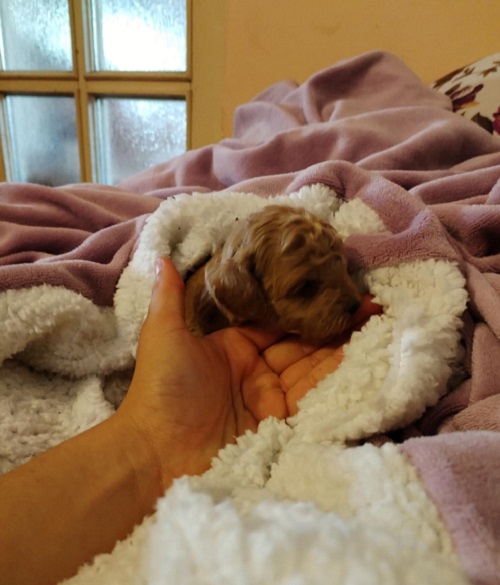 Red toy poodle, females