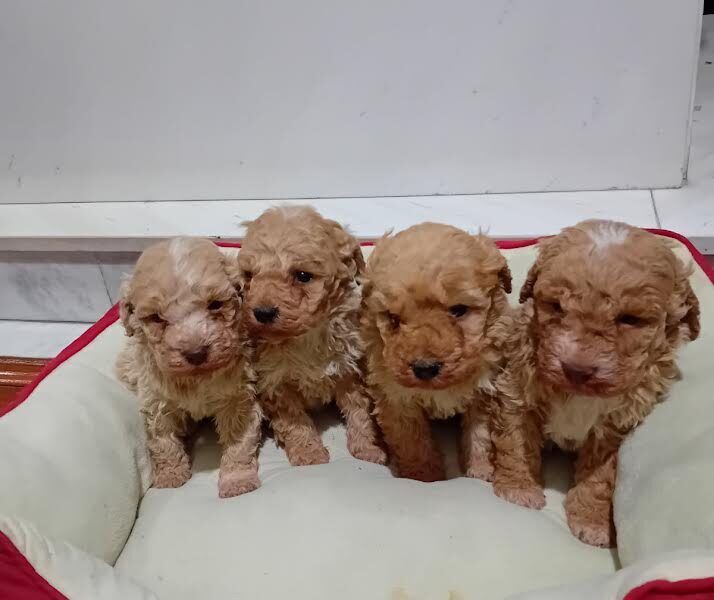 Maltipoo puppies