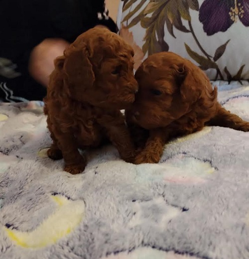 Red toy poodle, females