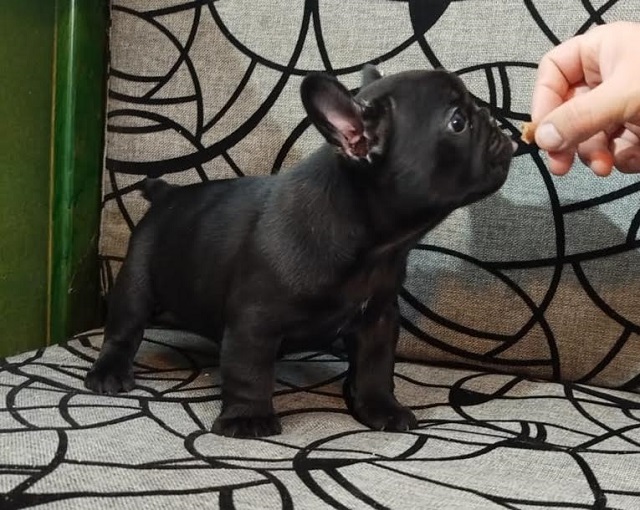 French bulldog