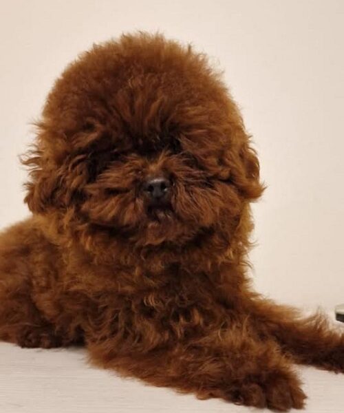 Red toy poodle, females