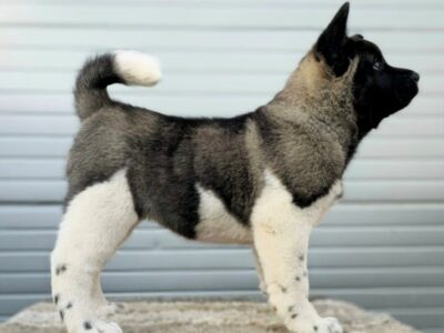 American Akita, puppies