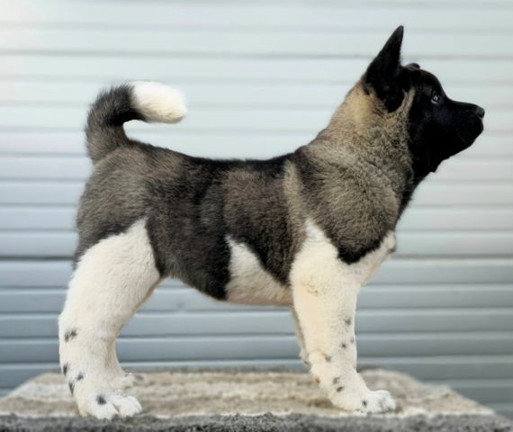 American Akita, new litter