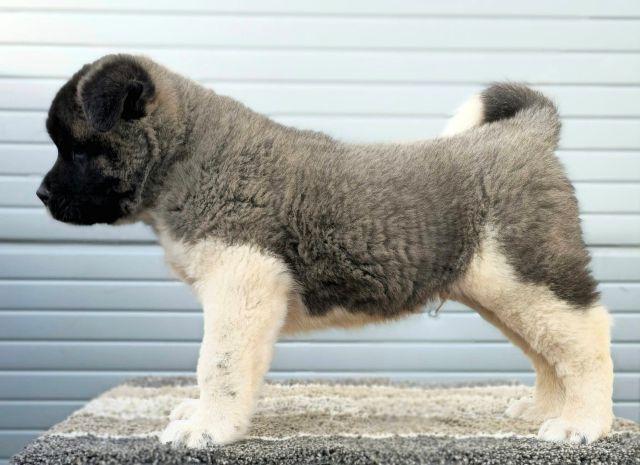 American Akita, new litter