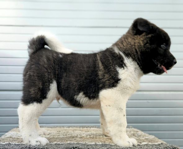 American Akita, new litter