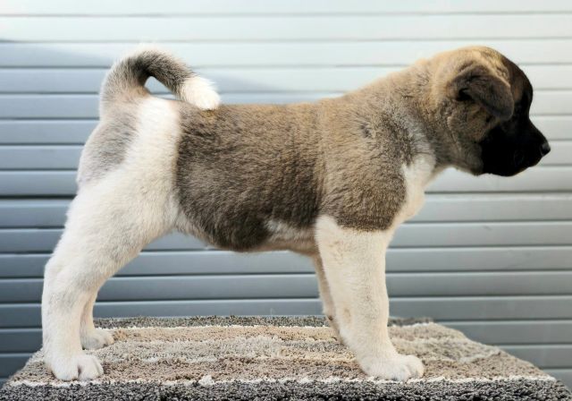 American Akita, new litter