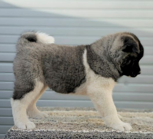 American Akita, puppies