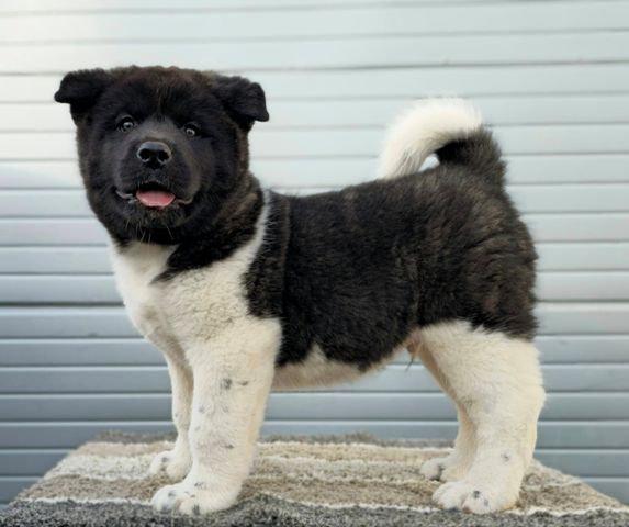 American Akita, puppies