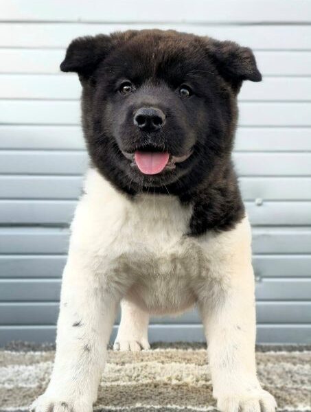 American Akita, new litter