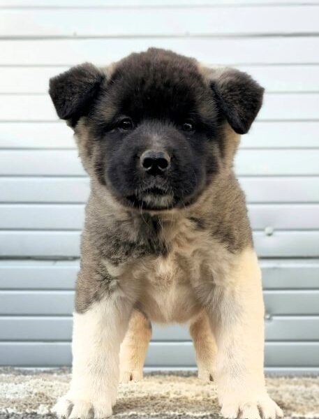 American Akita, new litter