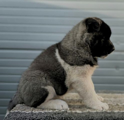 American Akita, puppies