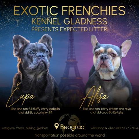 French bulldog exotic puppies