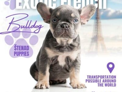 French bulldog exotic puppies