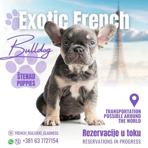 French bulldog exotic puppies