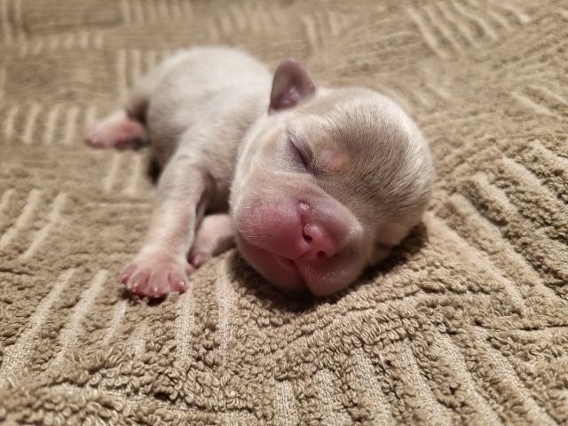 French bulldog exotic puppies