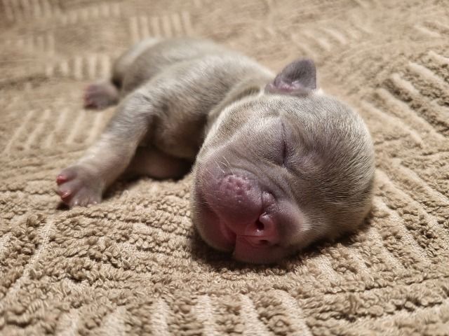 French bulldog exotic puppies