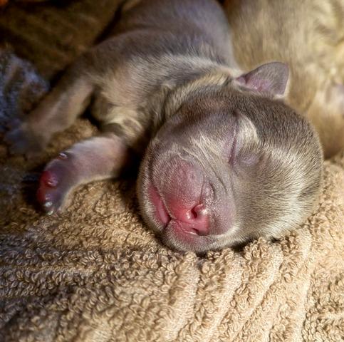 French bulldog exotic puppies