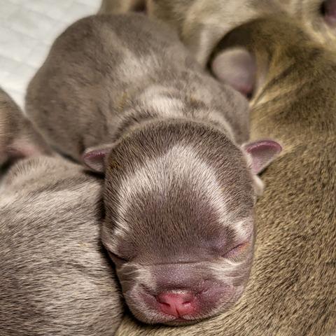 French bulldog exotic puppies