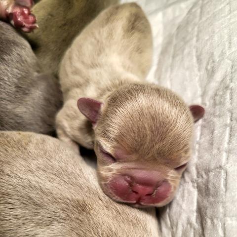 French bulldog exotic puppies