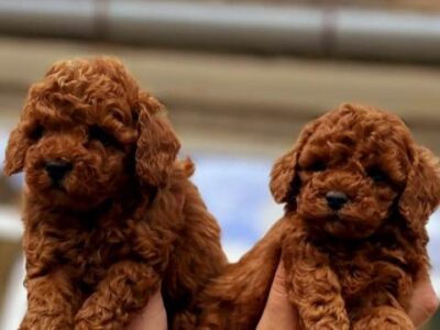 Toy poodle puppies